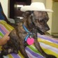 Oreo, es super protector, le gusta jugar, es muy elegante, serio, no le gustan los niños, t demuestra su afecto.. es encantador